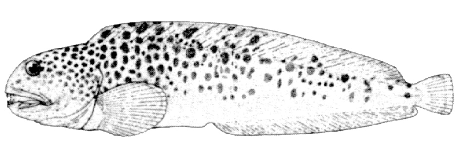 Anarhichas minor_01.jpg